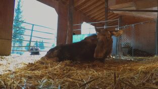 Una veterinaria todoterreno: Un bisonte muy listo