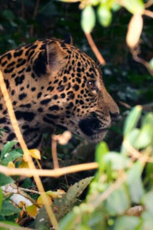 Rayas y manchas