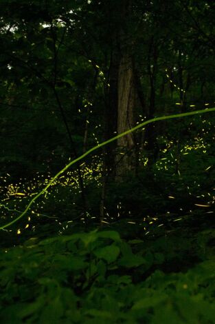 La magia de la bioluminiscencia