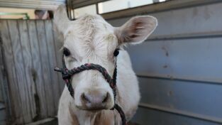 Veterinarios de Nebraska: Sabuesos perdidos