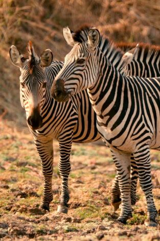 Zebras: Stars with Stripes