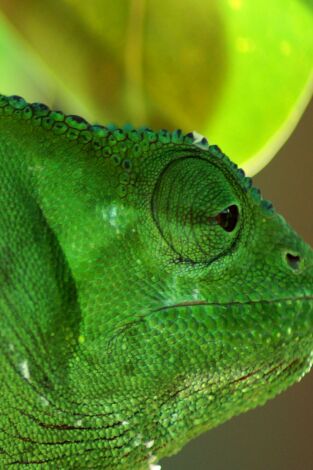Planeta reptil