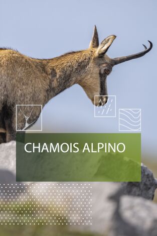 Chamois alpino