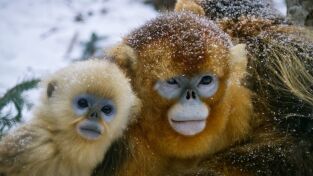 El imperio salvaje de China: Monos dorados: Desafiando lo imposible