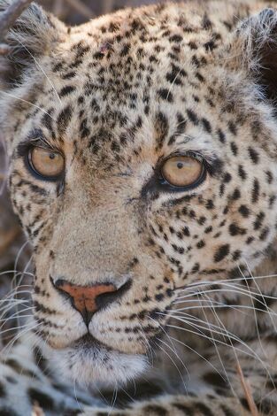 Savage Kingdom: lucha de clanes: La reina superviviente