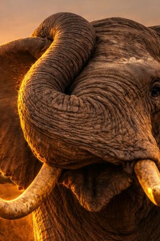 Human & wildlife conflict Ep.2 Cuando la naturaleza se desborda