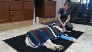 Veterinarios de Nebraska: Un dolor de perros