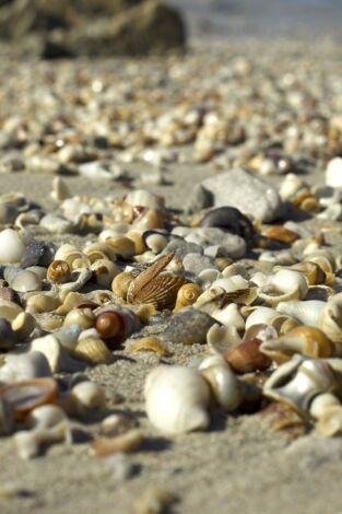 Conchas: Moldeadas por la naturaleza