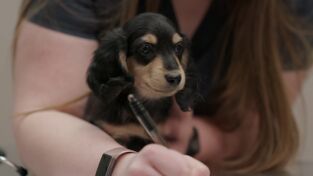 Veterinarios de Nebraska: Sin pelos en la lengua