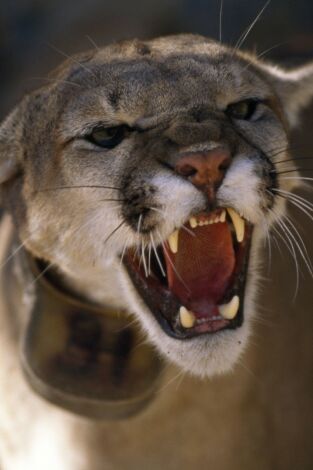 Los animales más peligrosos del mundo: América