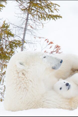 El reino del oso polar: El clan del norte