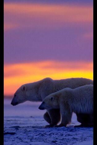 El reino del oso polar: El viaje del cachorro