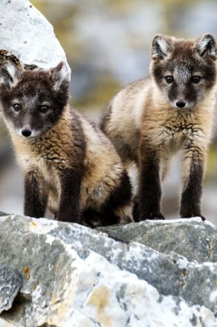 La increíble migración animal: Crianza polar