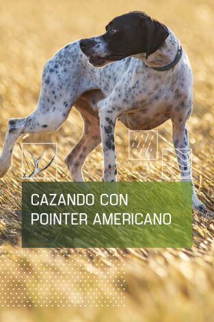 Cazando con pointer americano