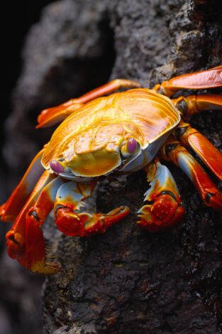 Ecuador en la cima de la biodiversidad: De los altos Andes a las Islas Galápagos