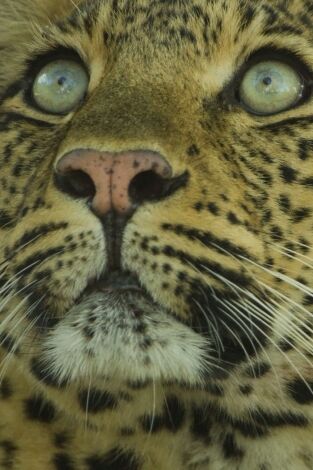 El legado de la leoparda