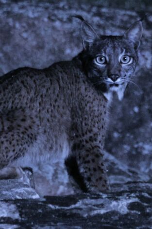 Territorio salvaje: El territorio del oso cantábrico