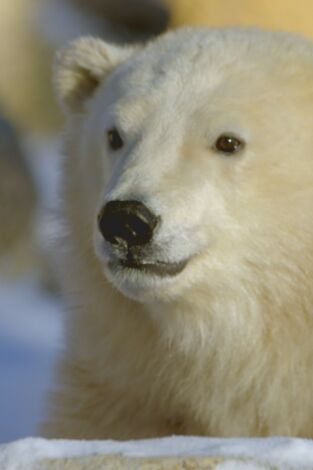 Animales bebé: Mentalidad de la manada