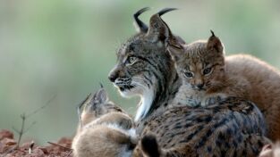 La tierra del lince ibérico: Invierno