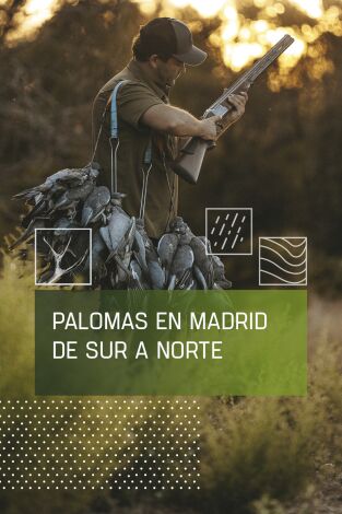 Palomas en Madrid de Sur a Norte