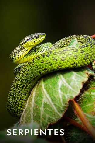 Serpientes: Tierra de veneno