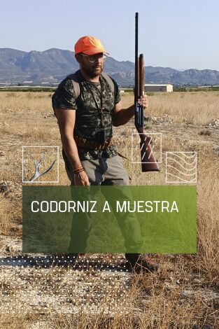 Codorniz a muestra