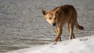 Superviviente por naturaleza: Un gran océano azul