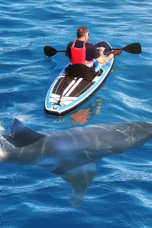Especial Cuando los tiburones atacan: Ciudad tiburón