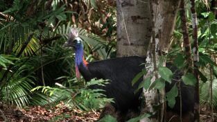 Superviviente por naturaleza: Selvas húmedas y salvajes