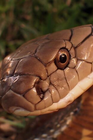 Los secretos de la cobra real
