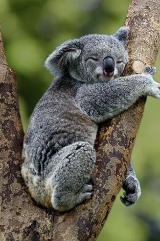 Australia indómita: Bosque