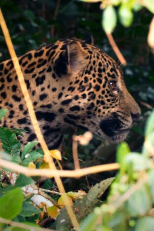 Rayas y manchas
