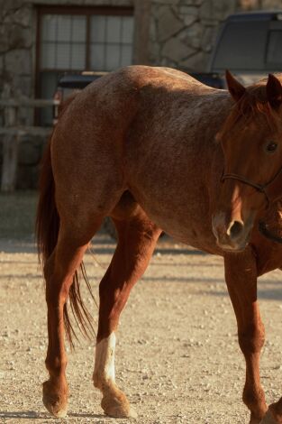 Rancho Dutton (T1): Ep.5 Encuentra la paz en paz