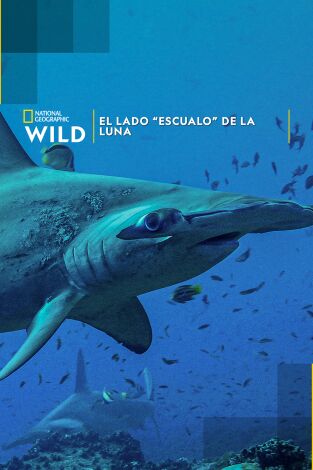 El lado "escualo" de la luna