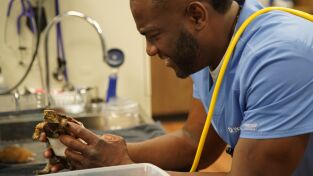 Critter fixers: Veterinarios rurales: Veterinarios, listos, ¡ya!