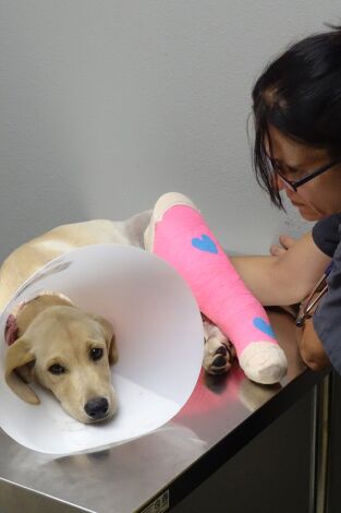 Veterinario en apuros: Un largo camino a casa