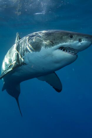 Especial Cuando los tiburones atacan: Especial Cuando los tiburones atacan 5 3
