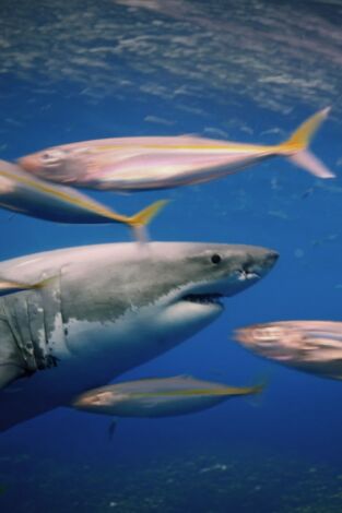 Ataques de tiburones: acceso exclusivo: Mar y tierra