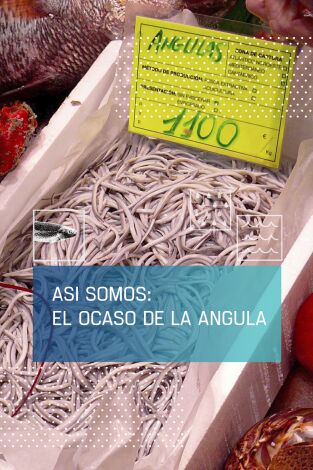 Así somos: el ocaso de la angula