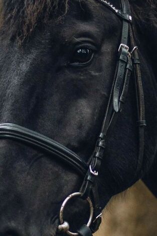 Ride FEI Originals