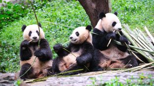 Escuela de pandas: El club del cachorro