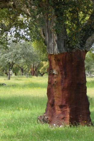 El bosque protector: Gestión de fauna, laboratorio natural