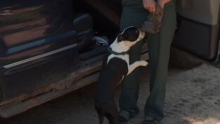 El increíble doctor Pol: Cachorro nuevo en la oficina