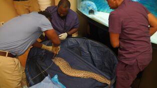 Critter fixers: Veterinarios rurales: La llave de la ciudad