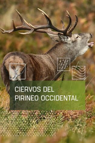 Ciervos del pirineo occidental