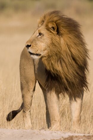 Safari letal: Batallas entre grandes felinos