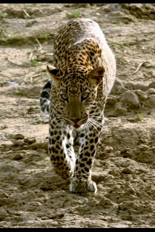 Depredadores nocturnos: Leopardos