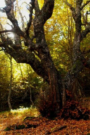 El señor de los bosques: Selva de Oza (Huesca)