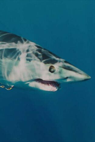 El tiburón mako más grande del mundo