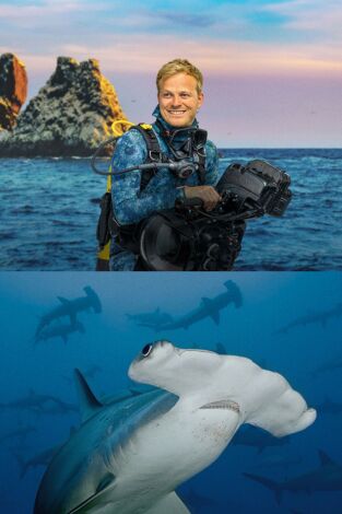 Tiburones martillo en primer plano con Bertie Gregory